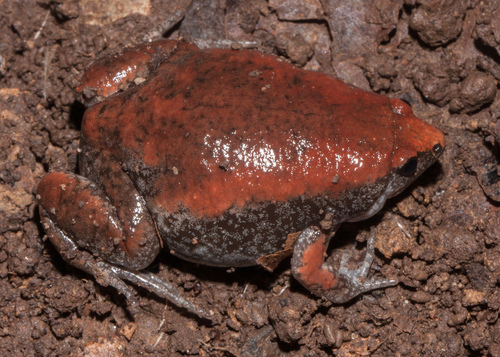 Eastern Narrow-mouthed Toad