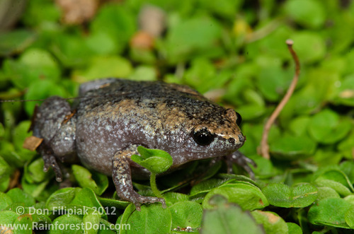 Eastern Narrow-mouthed Toad