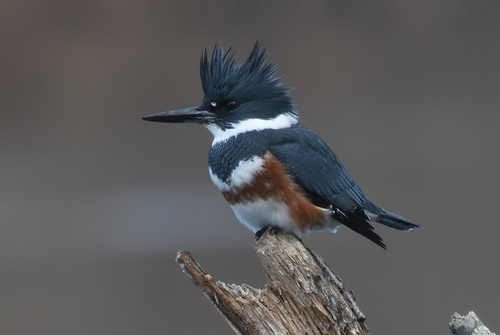 Belted Kingfisher
