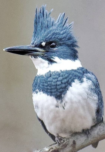 Belted Kingfisher