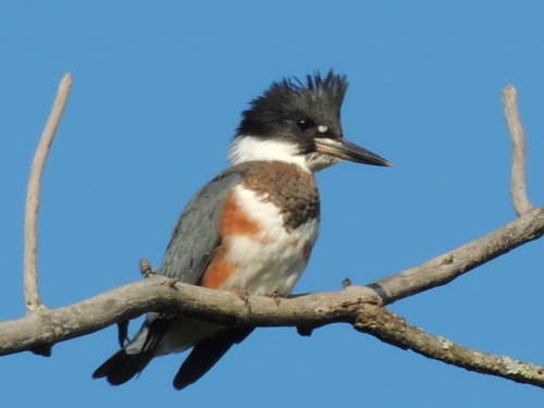 Belted Kingfisher