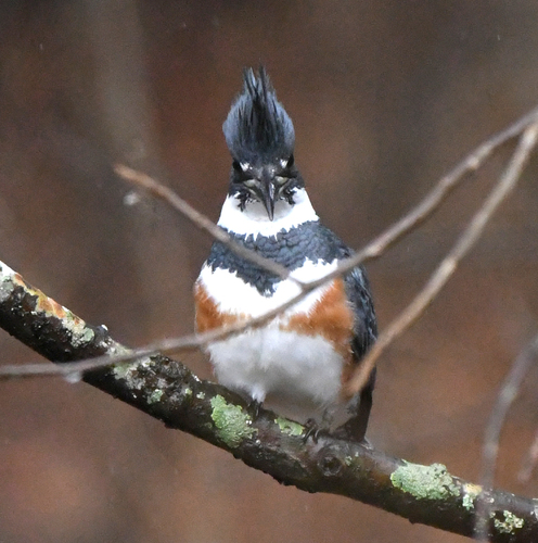 Belted Kingfisher