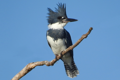 Belted Kingfisher