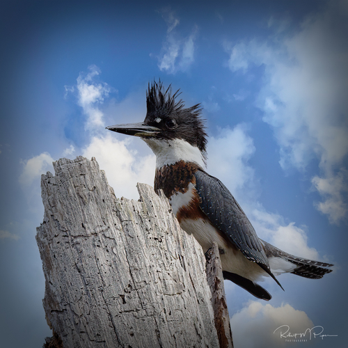 Belted Kingfisher