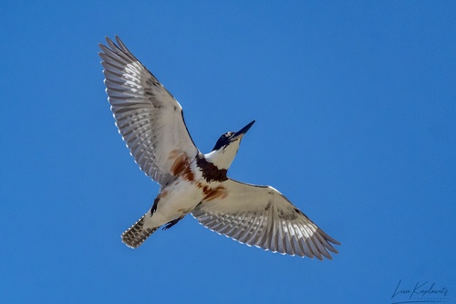 Belted Kingfisher