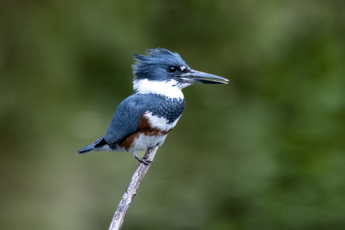 Belted Kingfisher