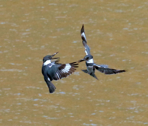 Belted Kingfisher