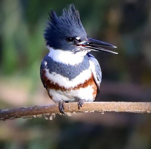 Belted Kingfisher