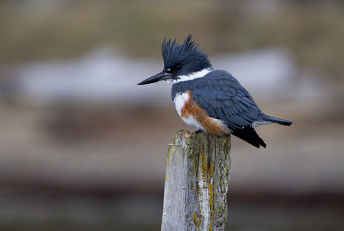 Belted Kingfisher