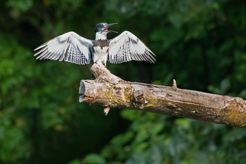 Belted Kingfisher