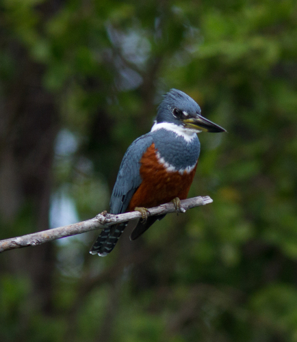 Ringed Kingfisher