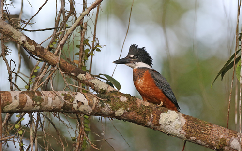 Ringed Kingfisher