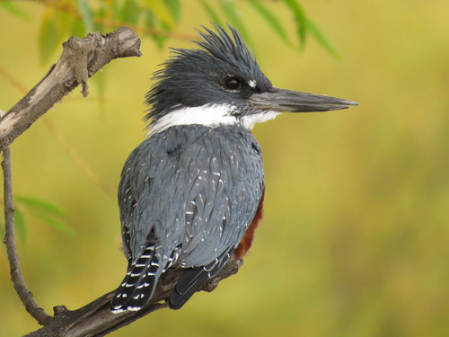 Ringed Kingfisher