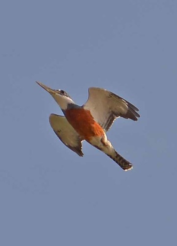 Ringed Kingfisher