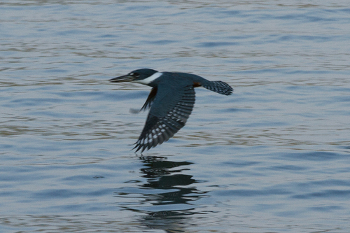 Ringed Kingfisher