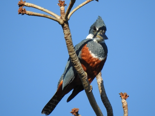 Ringed Kingfisher