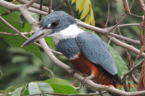 Ringed Kingfisher