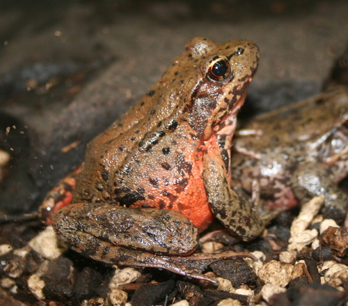 Northern Red-legged Frog