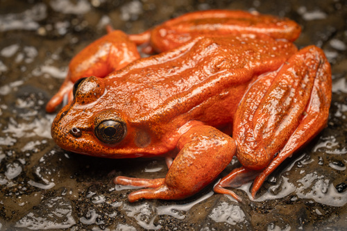 Northern Red-legged Frog