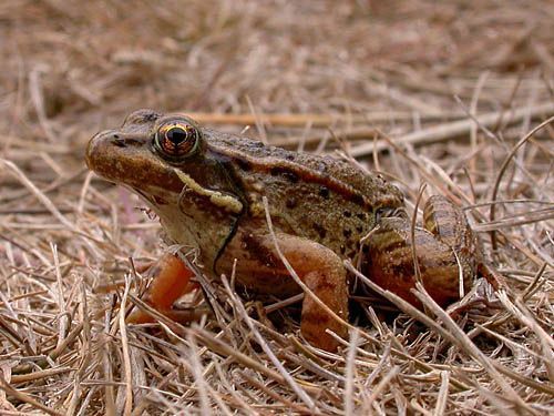 Northern Red-legged Frog