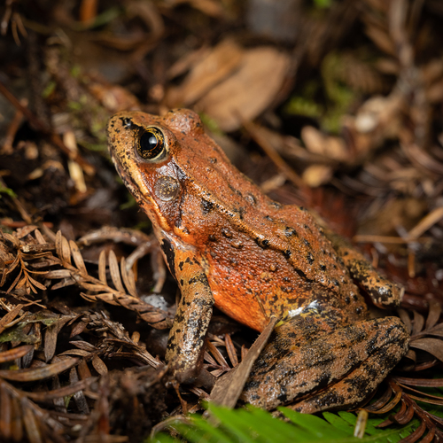 Northern Red-legged Frog