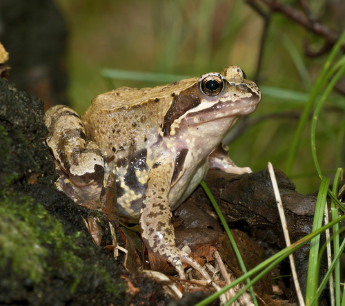 European Common Frog