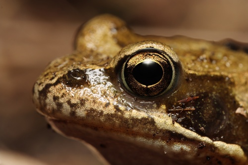 European Common Frog