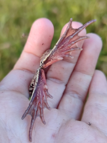 European Common Frog