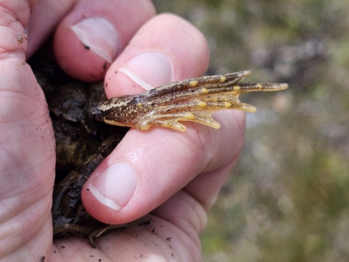 European Common Frog