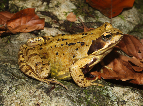 European Common Frog