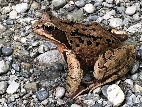 European Common Frog