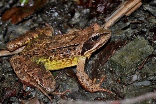 European Common Frog