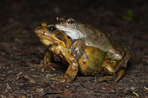 European Common Frog