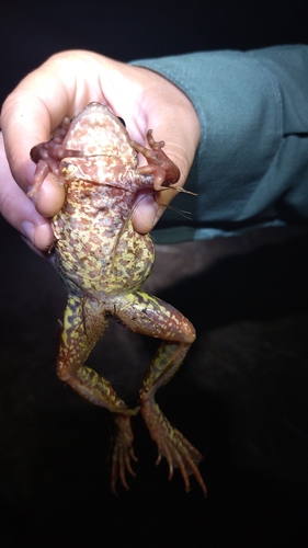 European Common Frog