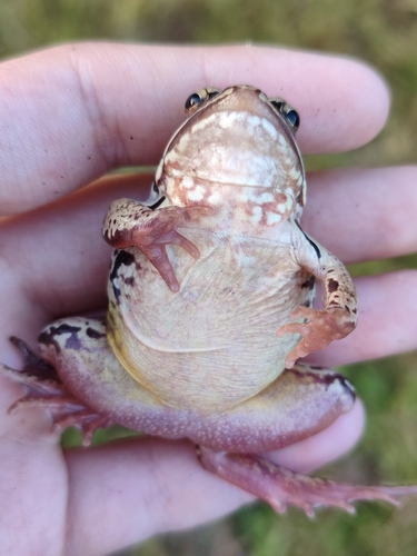 European Common Frog