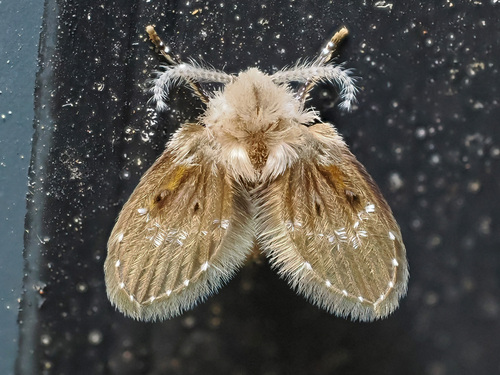 Bathroom Moth Fly