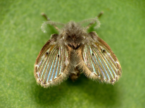 Bathroom Moth Fly