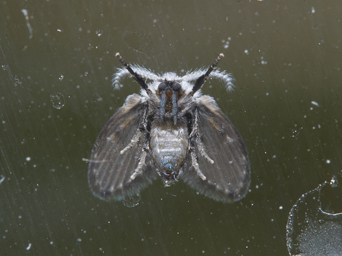 Bathroom Moth Fly