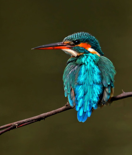 Common Kingfisher