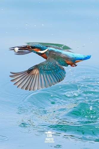 Common Kingfisher