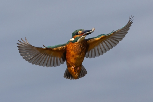 Common Kingfisher