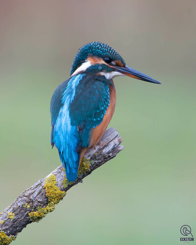 Common Kingfisher