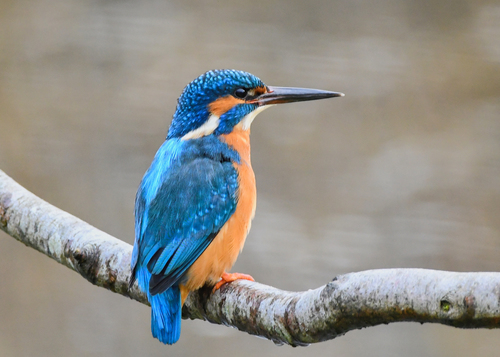 Common Kingfisher