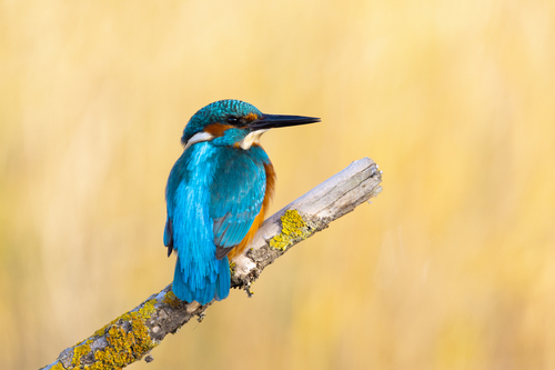 Common Kingfisher