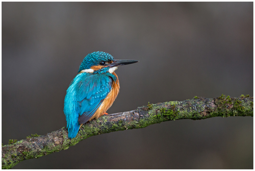 Common Kingfisher