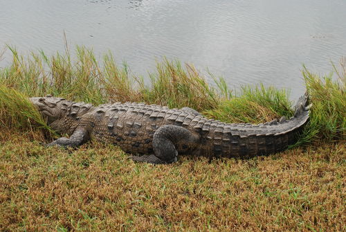American Crocodile