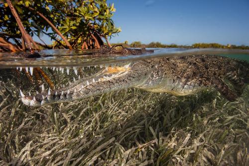 American Crocodile
