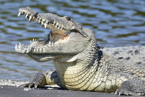 American Crocodile