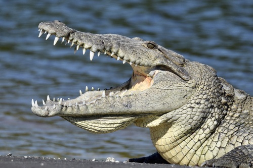 American Crocodile