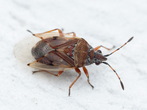 Birch Catkin Bug